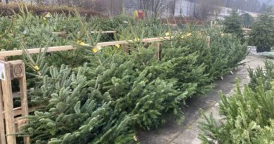 Vánoční stromky – prodej zahájen
